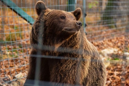 Dari Bukares: Suaka Beruang & Perjalanan Sehari Kastil Drakula