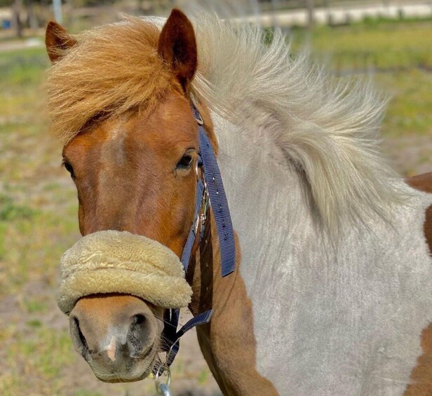 Picture 8 for Activity Aveiro: Horseback Riding at a Pedagogical Farm