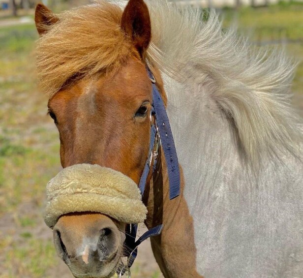 Picture 8 for Activity Aveiro: Horseback Riding at a Pedagogical Farm