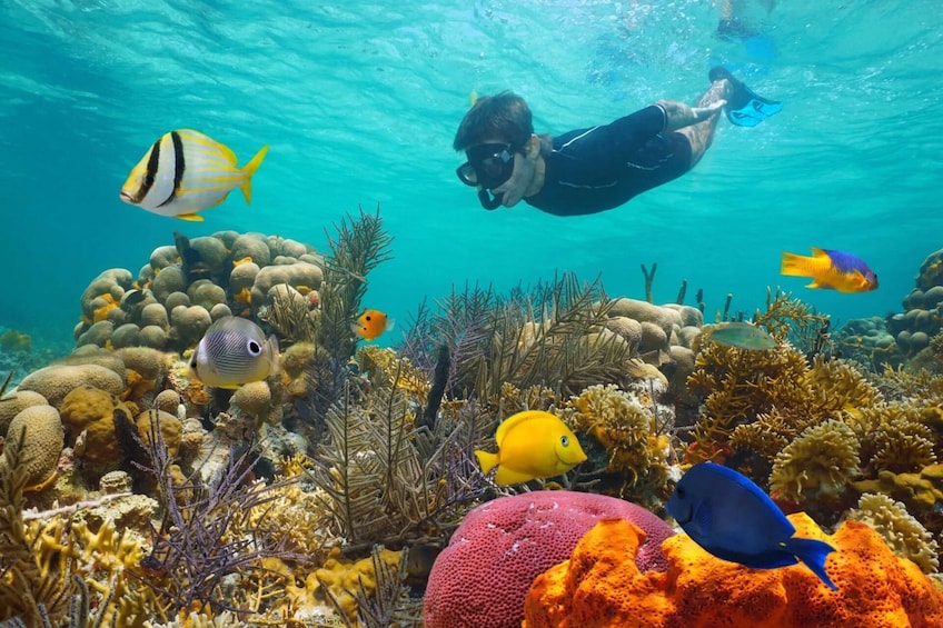 Miami: Key West Day Trip with Snorkeling & Open Bar