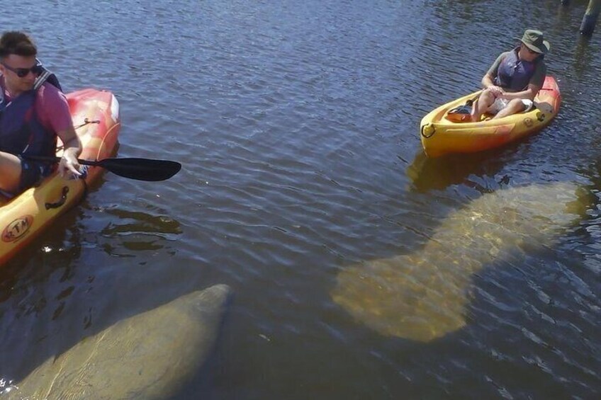 1 Hour Guided SUP/Kayak Tour in Pelican Bay at Fort Myers Beach