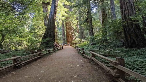 ซานฟรานซิสโก: ทัวร์ชมเมืองเต็มวันกับ Muir Woods และ Sausalito