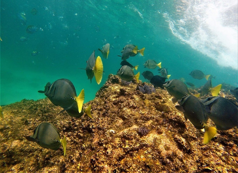 Picture 8 for Activity Cabo: Hidden Beach Day with Snorkeling in the Sea of Cortez