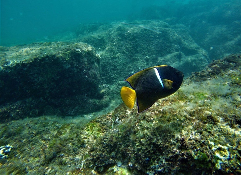 Picture 7 for Activity Cabo: Hidden Beach Day with Snorkeling in the Sea of Cortez