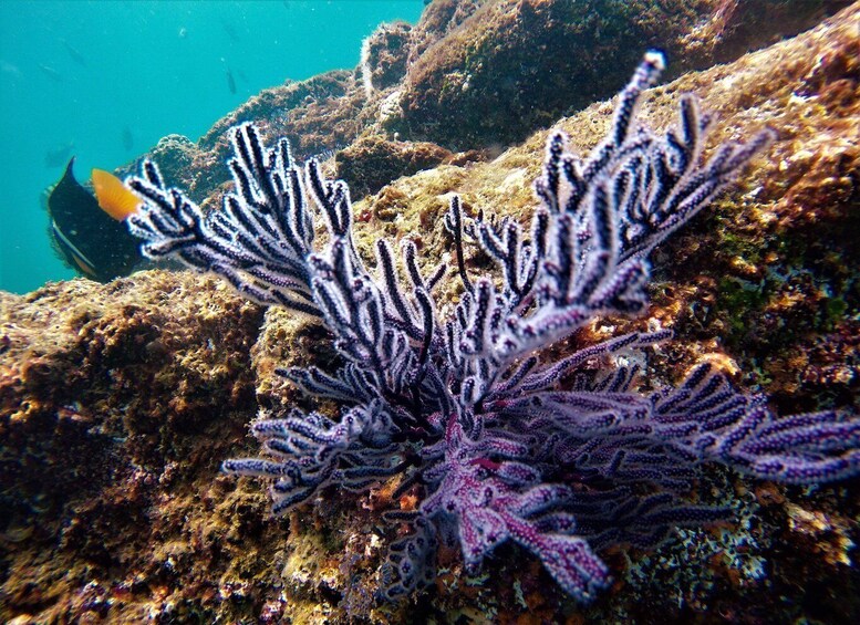 Picture 6 for Activity Cabo: Hidden Beach Day with Snorkeling in the Sea of Cortez