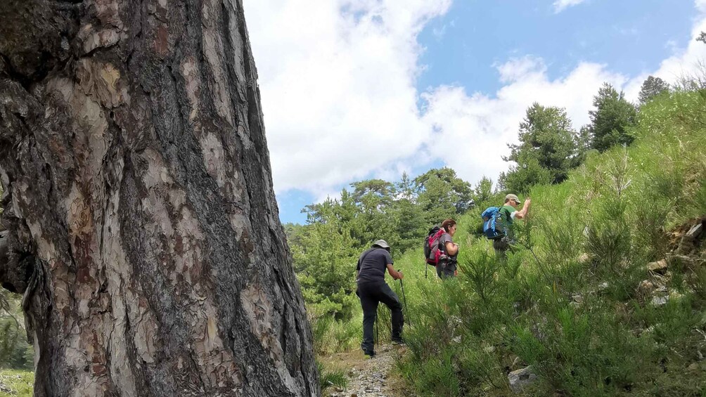 Picture 3 for Activity Aspromonte National Park: Private Trek to the Maesano Falls