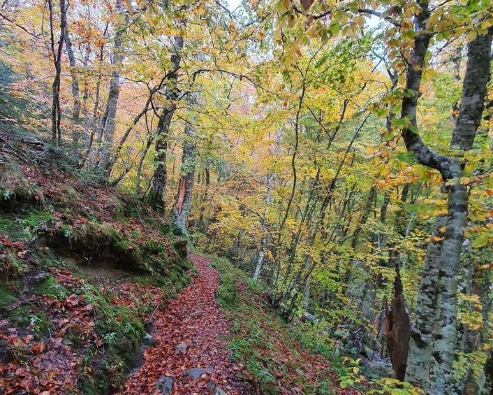 Picture 3 for Activity Gambarie: Private Guided Forest Trekking Tour