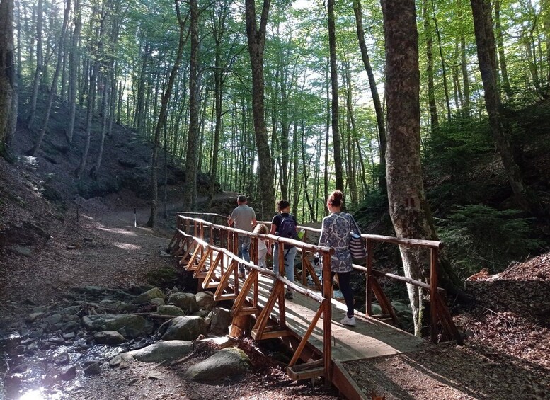 Picture 2 for Activity Gambarie: Private Guided Forest Trekking Tour