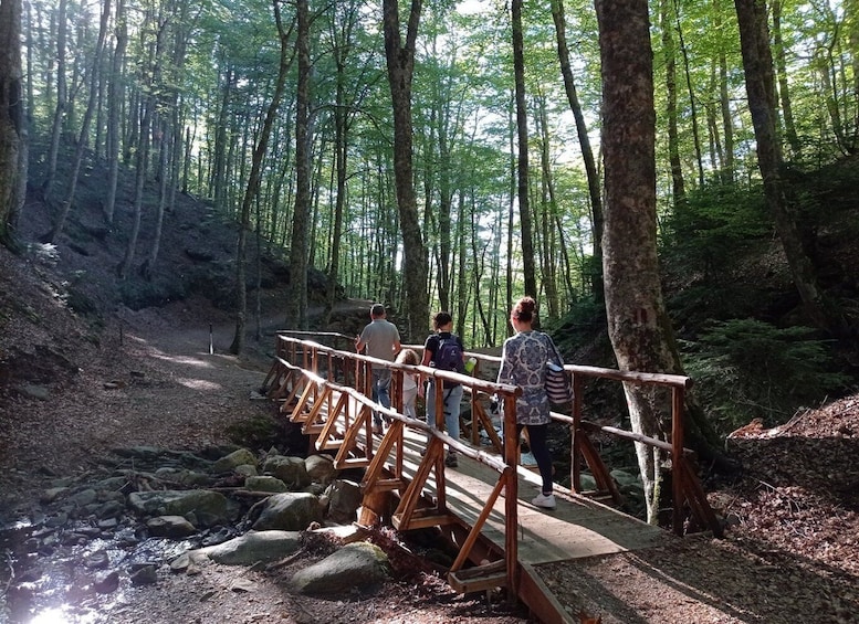 Picture 2 for Activity Gambarie: Private Guided Forest Trekking Tour