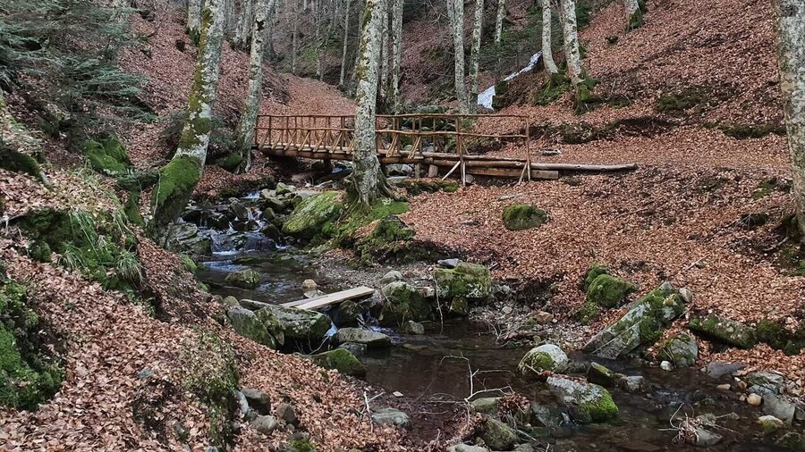Gambarie: Private Guided Forest Trekking Tour