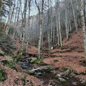 Gambarie: Private Guided Forest Trekking Tour