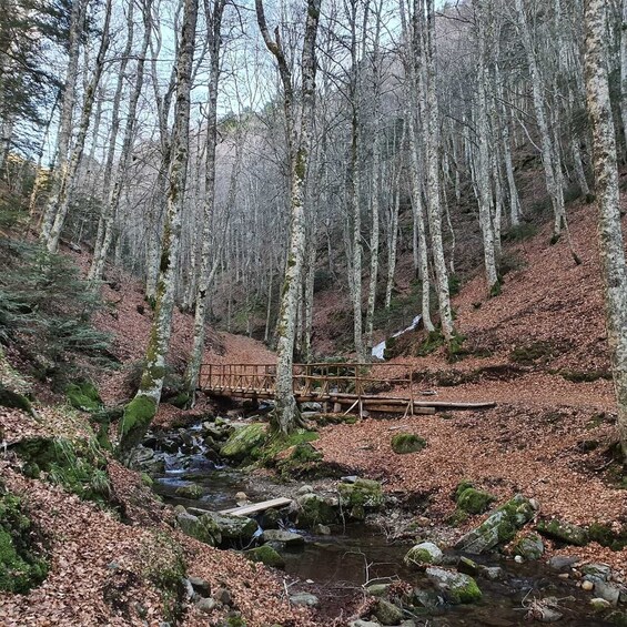 Gambarie: Private Guided Forest Trekking Tour