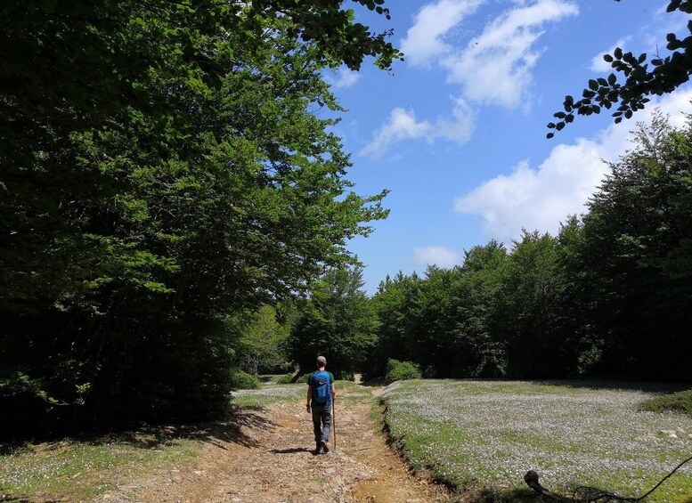 Picture 1 for Activity Reggio Calabria: Aspromonte Trails Trek to Montalto Summit