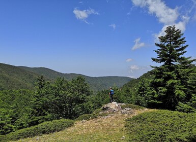 Reggio Calabria : Trekking sur les sentiers de l'Aspromonte jusqu'au sommet...