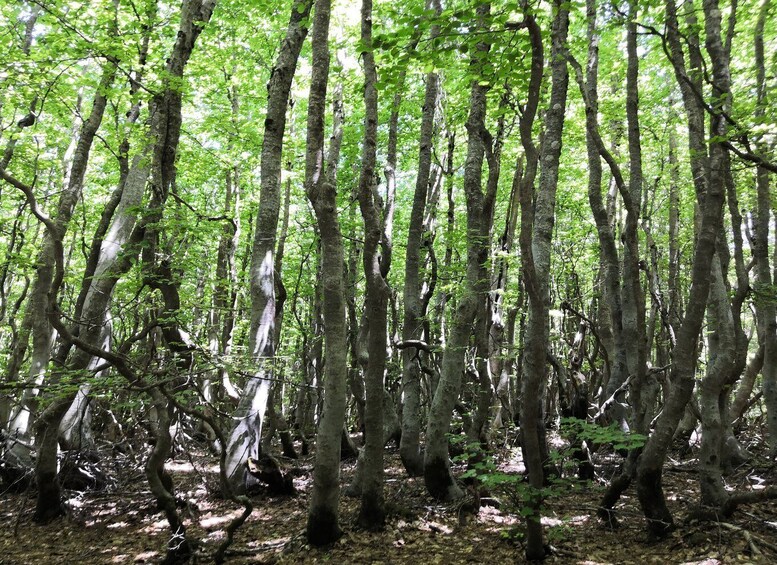 Picture 3 for Activity Reggio Calabria: Aspromonte Trails Trek to Montalto Summit