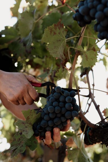 Picture 2 for Activity Mount Etna: Winery Tour and Tasting