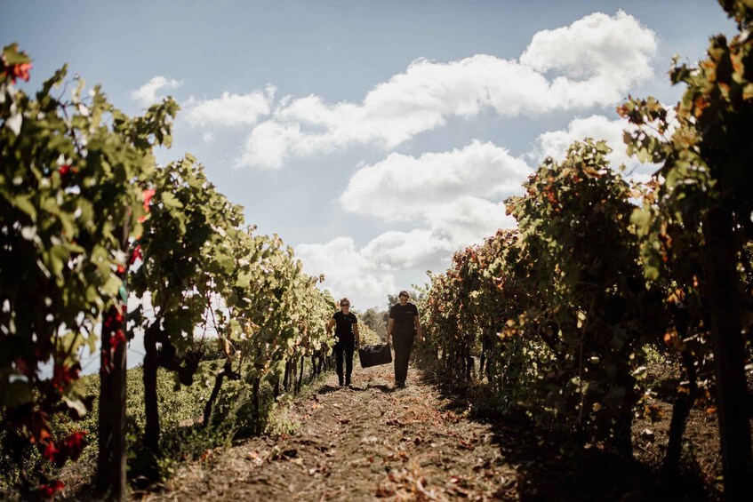 Picture 3 for Activity Mount Etna: Winery Tour and Tasting