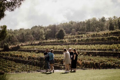 Linguaglossa: experiencia de degustación de vinos en Etna Nord