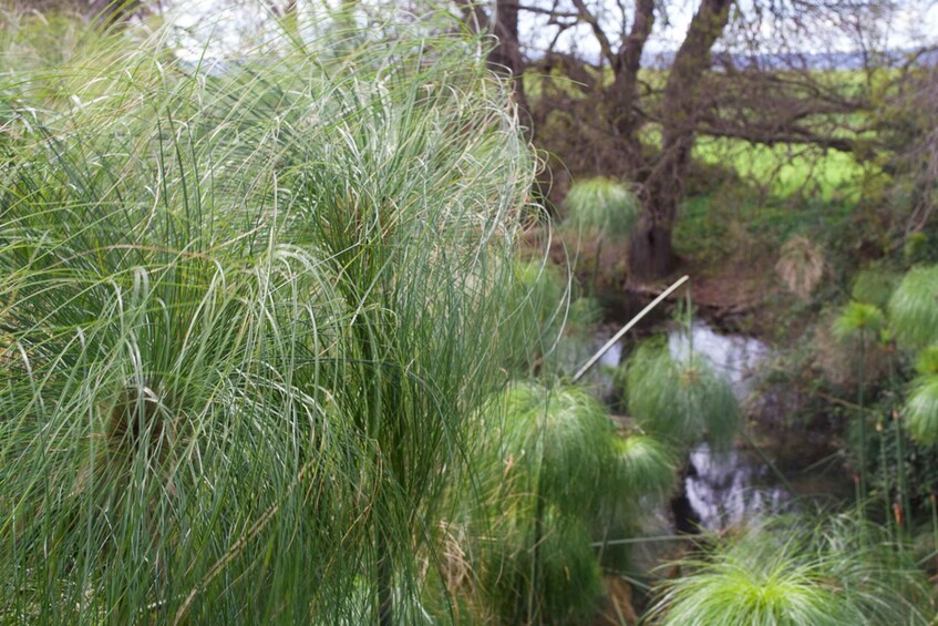 Picture 4 for Activity Syracuse: Ciane River Nature Reserve Guided Trek