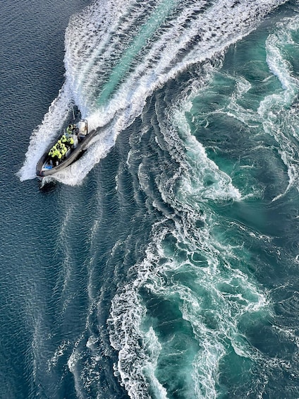 Picture 3 for Activity Bodø: Saltstraumen RIB Safari