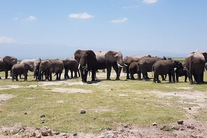 Safari privato notturno di 2 giorni nel parco Amboseli