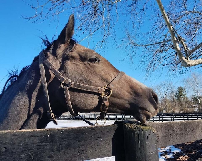 Picture 7 for Activity Lexington: Thoroughbred Horse Farm Tour and Scenic Bluegrass