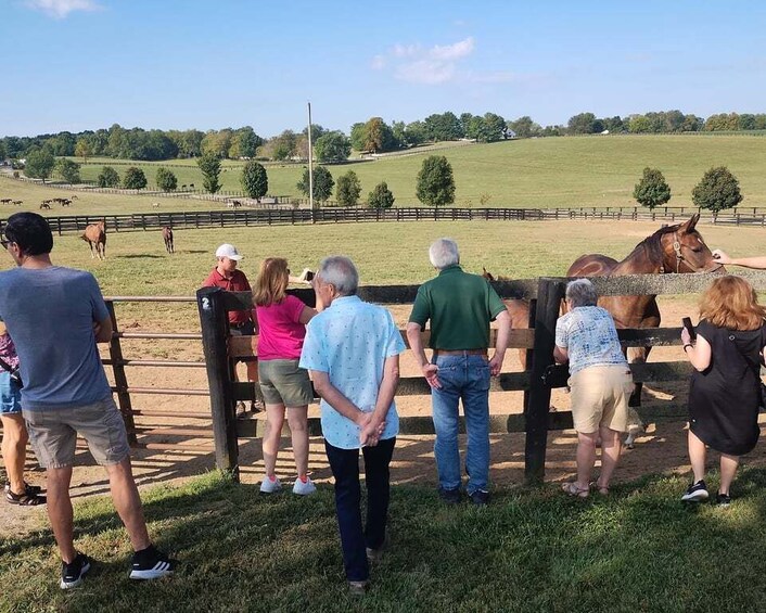 Picture 2 for Activity Lexington: Thoroughbred Horse Farm Tour and Scenic Bluegrass