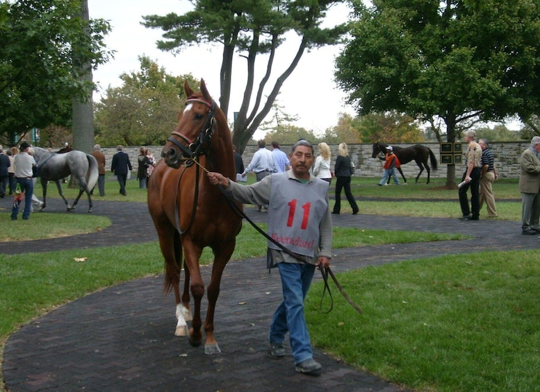 Picture 2 for Activity From Lexington: Horse Farm Tour & Keeneland Race Track Visit