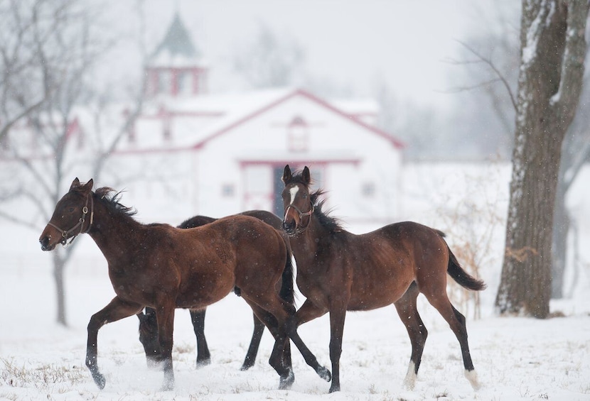 Picture 5 for Activity Lexington: Thoroughbred Horse Farm Tour and Keeneland Visit