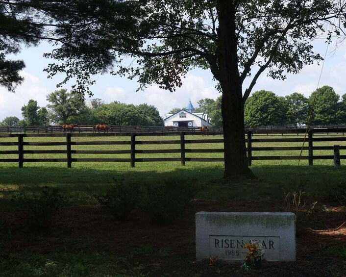 Picture 29 for Activity Lexington: Thoroughbred Horse Farm Tour and Scenic Bluegrass