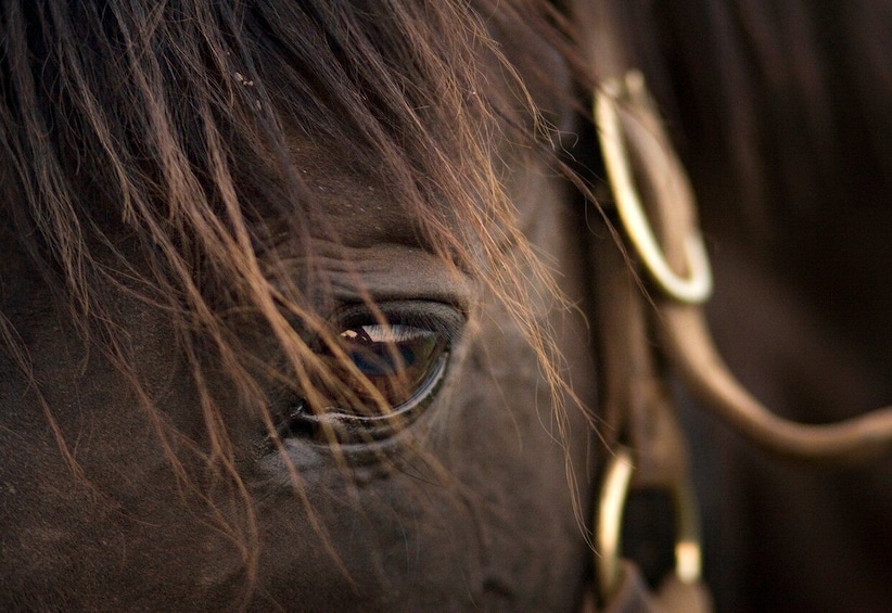 Picture 8 for Activity Lexington: Thoroughbred Horse Farm Tour and Keeneland Visit