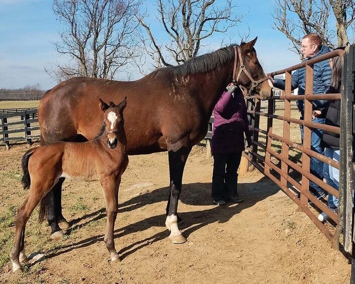 Picture 35 for Activity Lexington: Thoroughbred Horse Farm Tour and Scenic Bluegrass