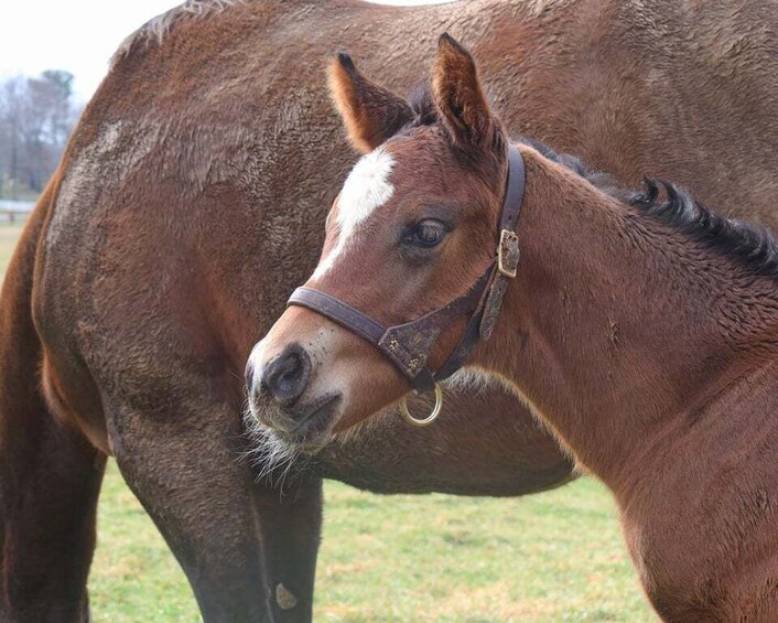 Picture 14 for Activity Lexington: Thoroughbred Horse Farm Tour and Scenic Bluegrass