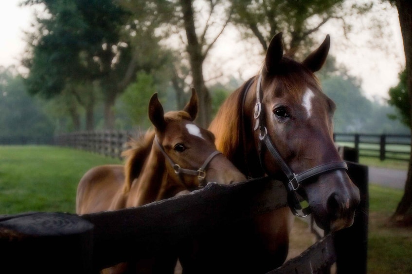 Picture 4 for Activity Lexington: Thoroughbred Horse Farm Tour and Keeneland Visit