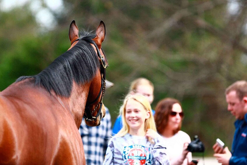 Picture 7 for Activity Lexington: Thoroughbred Horse Farm Tour and Keeneland Visit