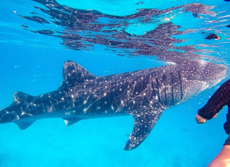 From Cebu: Oslob Whale Shark Snorkeling and Canyoning Tour