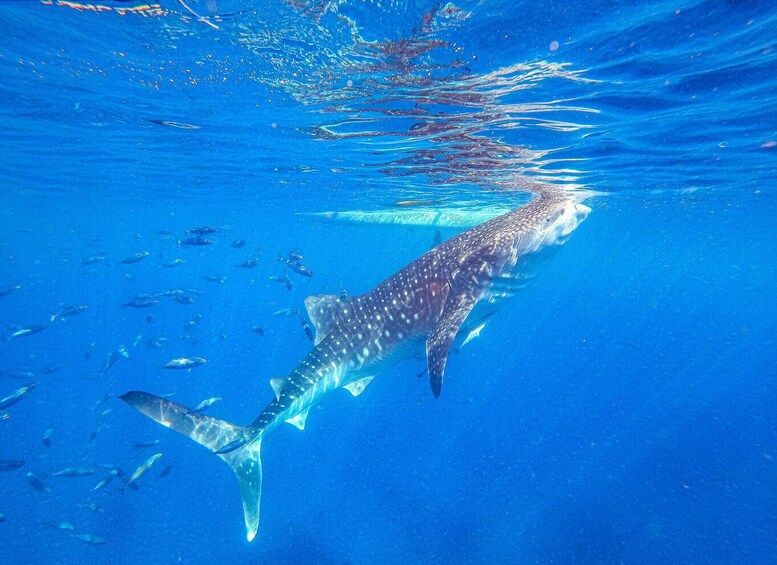 Picture 6 for Activity From Cebu: Whale Shark Snorkeling & Kawasan Canyoning Tour