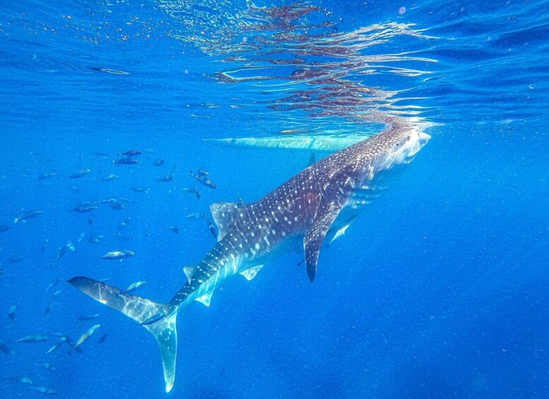 Picture 2 for Activity From Cebu: Oslob Whale Shark Snorkeling and Canyoning Tour