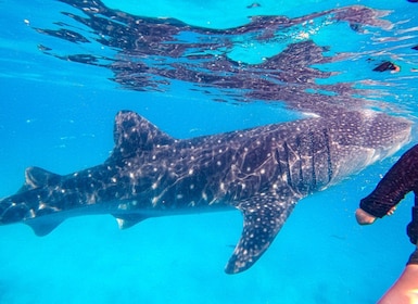 Desde Cebú: tour de esnórquel y barranquismo con tiburones ballena de Oslob