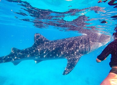 Depuis Cebu : plongée avec masque et tuba pour les requins-baleines et cany...