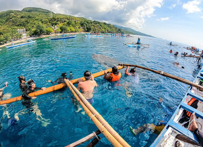 Picture 1 for Activity From Cebu: Whale Shark Snorkeling & Kawasan Canyoning Tour