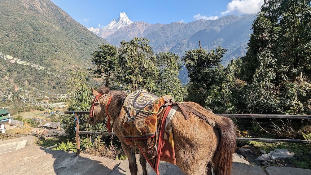 Picture 10 for Activity From Pokhara: 5-Day Annapurna Base Camp Trek