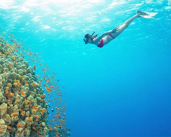 Phu Quoc: Real snorkel & island hopping by Speedboat(Max 12)