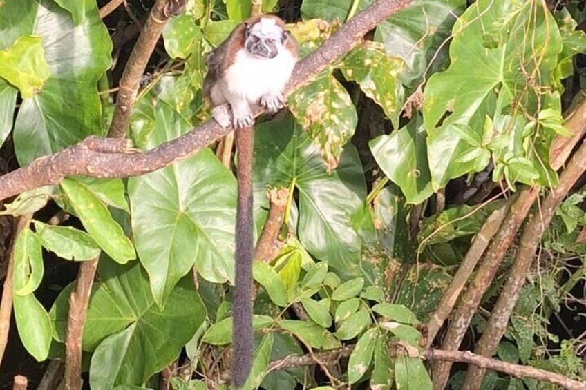 Monkey Island - Eco Wild Life Adventure on Lake Gatun