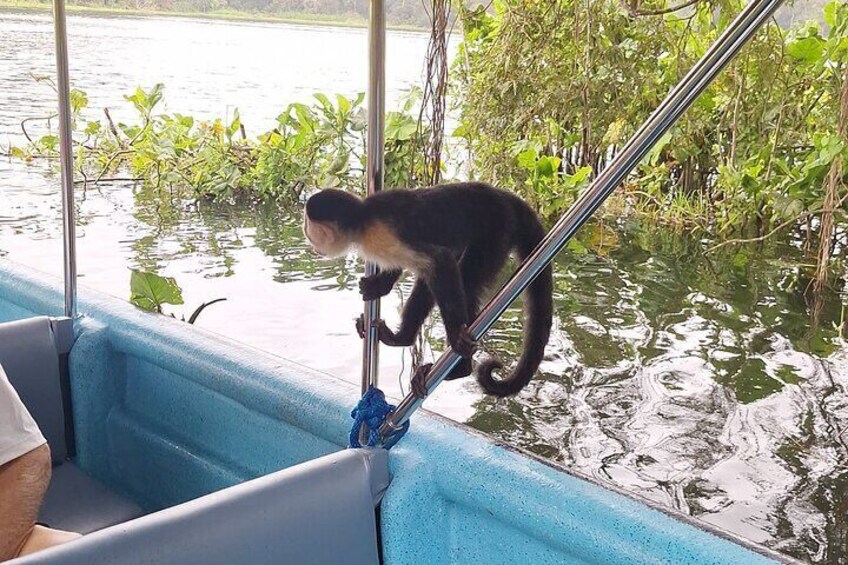 Monkey Island - Eco Wild Life Adventure on Lake Gatun