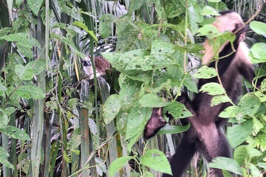 Monkey Island - Eco Wild Life Adventure on Lake Gatun