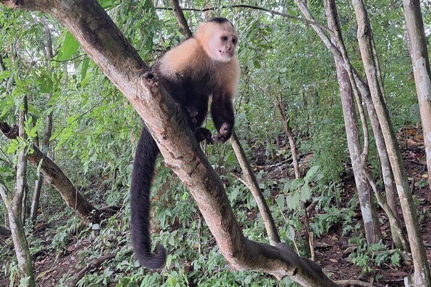 Private Tour - Eco Wild Life Adventure in Gatun Lake