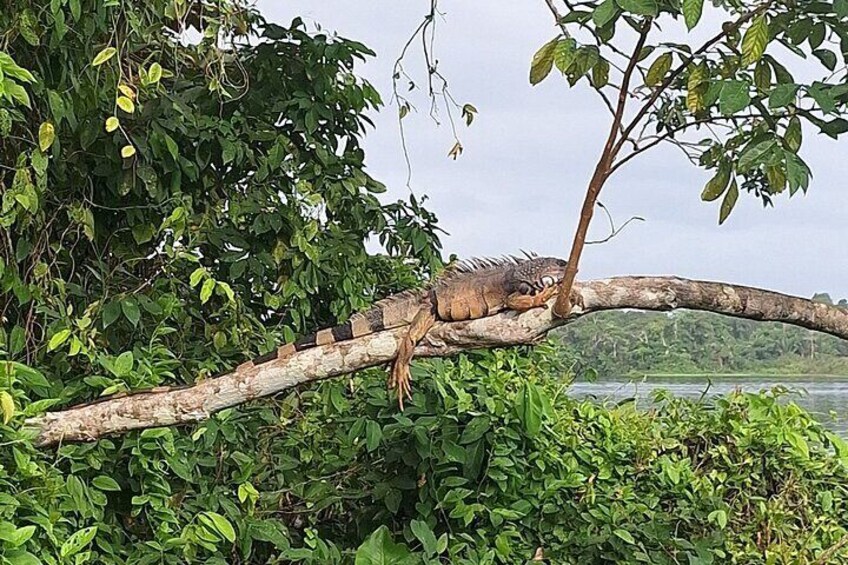 Monkey Island - Eco Wild Life Adventure on Lake Gatun