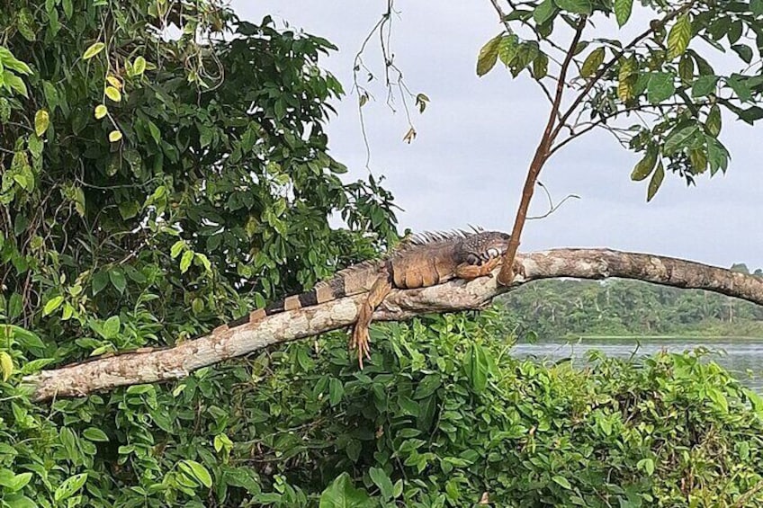Monkey Island - Eco Wild Life Adventure on Lake Gatun