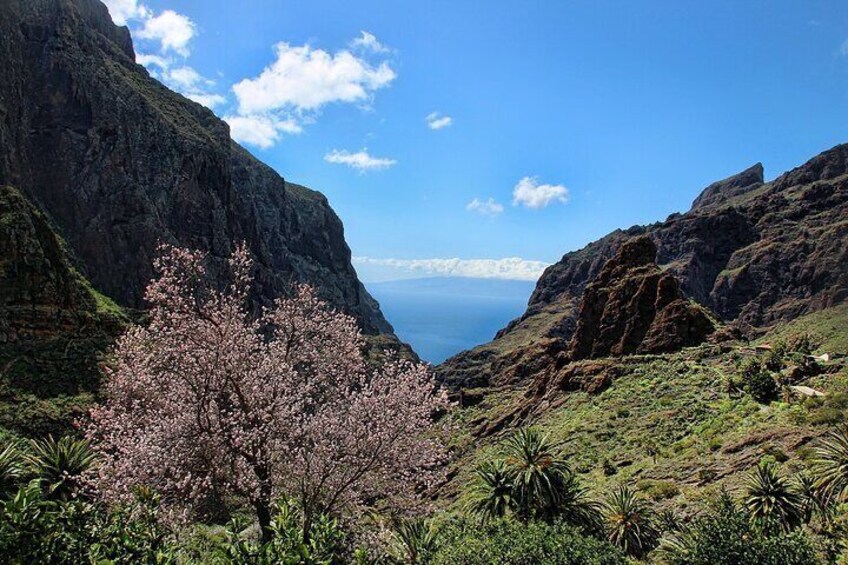 VIP Tour in Teide Icod Garachico and Masca in English
